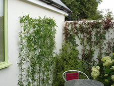 Click to enlarge Trellis system installed at RHS Hampton Court 2007